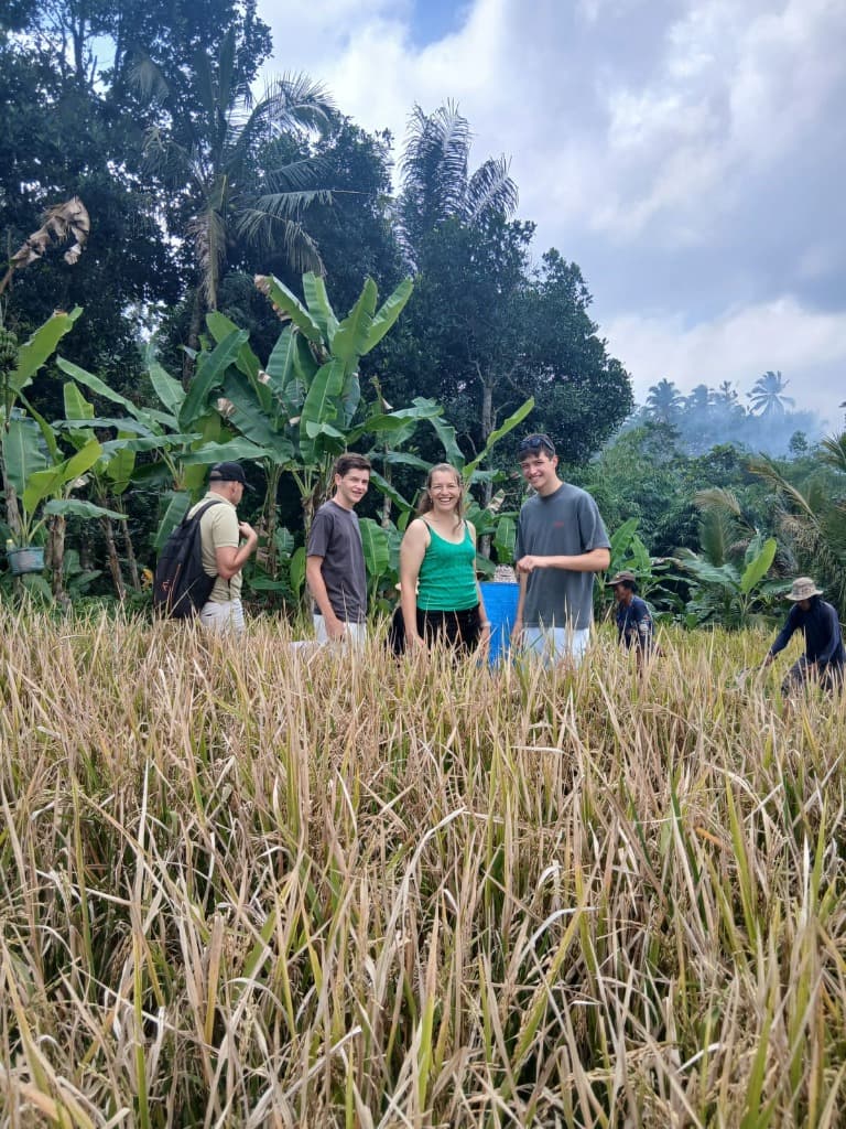 Standing in golden rice fields